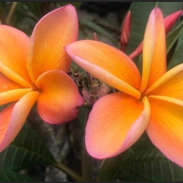 Plumeria Rooted Plant "Gladys KT Brandt” 17” 1 Tip ~ Large Flowers