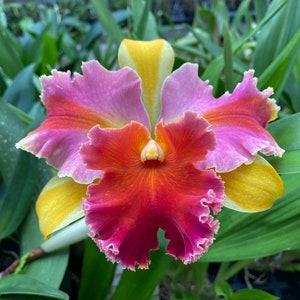 Cattleya Orchid ~ RLC Amazing Thailand ‘Rainbow’ Blooming Size BS