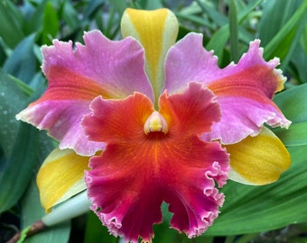 Cattleya Orchid ~ RLC Amazing Thailand ‘Rainbow’ Blooming Size BS