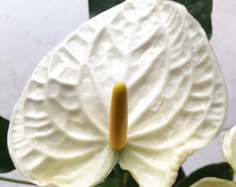 In flower! Anthurium White ‘ Montana  ‘ 6” pot size