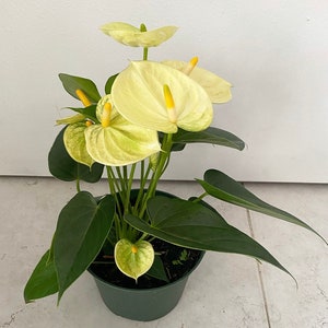 In Bloom! Anthurium Yellow ' Vanilla ' 6 Pot Size - Etsy