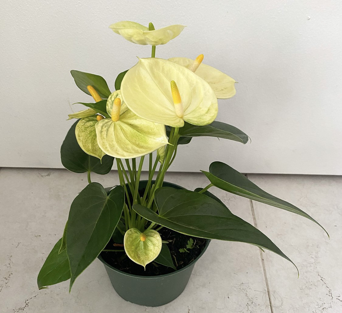In Bloom! Anthurium Yellow ' Vanilla ' 6 Pot Size - Etsy
