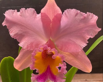 Cattleya Orchid ~ BLC George King ‘Serendipity’ BS 4” pot size #1