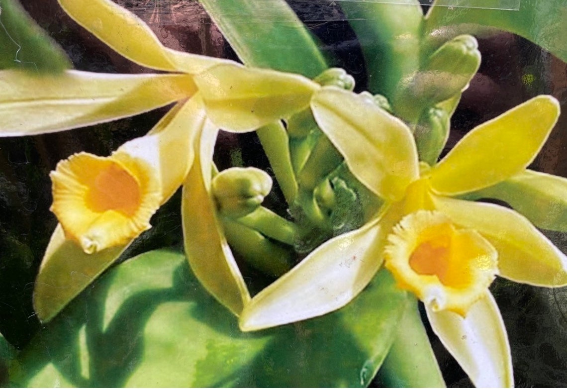 Vanilla Orchid Plant Vanilla Planifolia NBS Grow your own Etsy