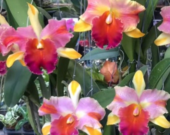 Cattleya  Hawaii Orchid ~ RLC Amazing Thailand ‘Rainbow’ BS 4” pot