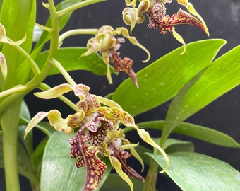 Dendrobium Orchid Plant - Spectabile