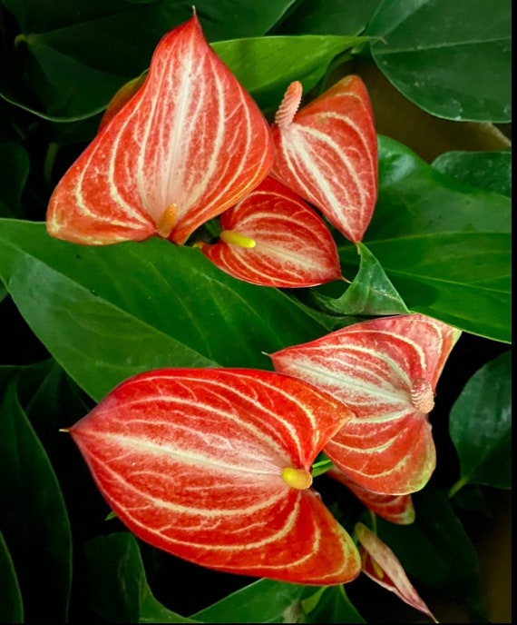In Flower! Anthurium Candy Cane ' Livium ' 6 Pot Size - Etsy Israel