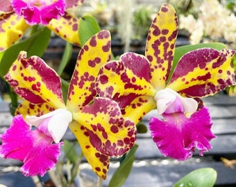 Cattleya Orchid BLC Sun Spots BS Compact Grower! #3