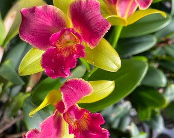 Cattleya Orchid Plant POT. Burana Beauty ‘Buenaflor’ BS