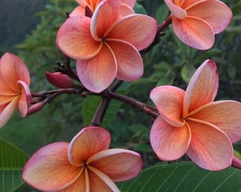 Large 20” 2 long tips - Plumeria Hawaii Rooted Plant " India "