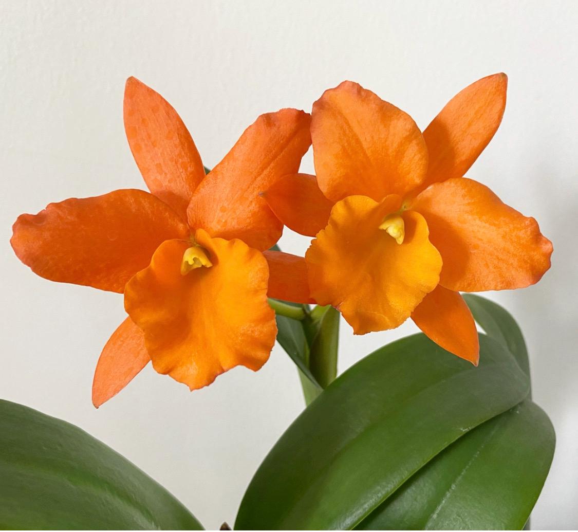 Mature Hawaii Cattleya Orchid BLC Fuchs Orange Nugget 'lea' BS