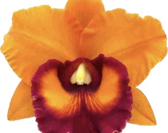 Cattleya Orchid Plant RLC Nakornchaisri Delight #4