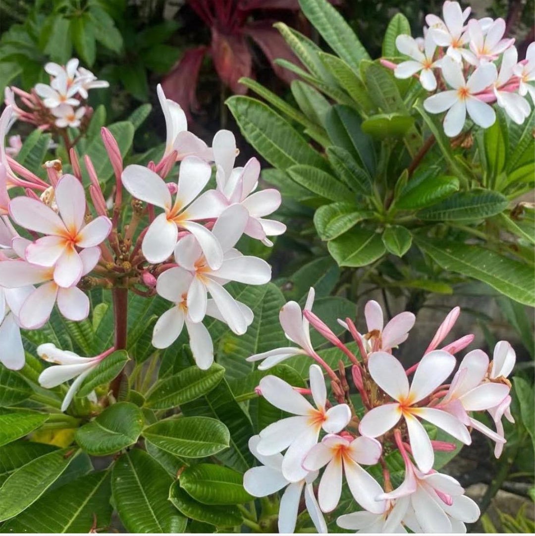 Jack 2 Plumeria ( rooted) aka Lady Fruit Plumeria