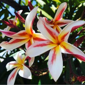 Rooted Plumeria Hawaii Plant “Madame Poni” 16” 2 Big Tips