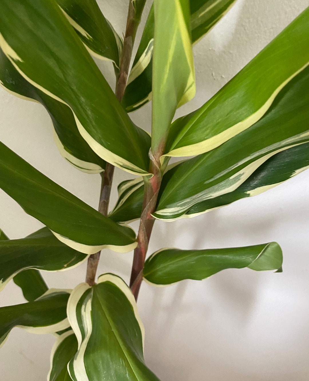 Variegated Shampoo / Beehive Ginger Plant Hawaii Etsy