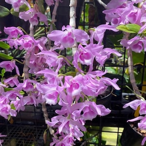 Honohono Purple Orchid Dendrobium Anosmum - Fragrant!!! BS #1
