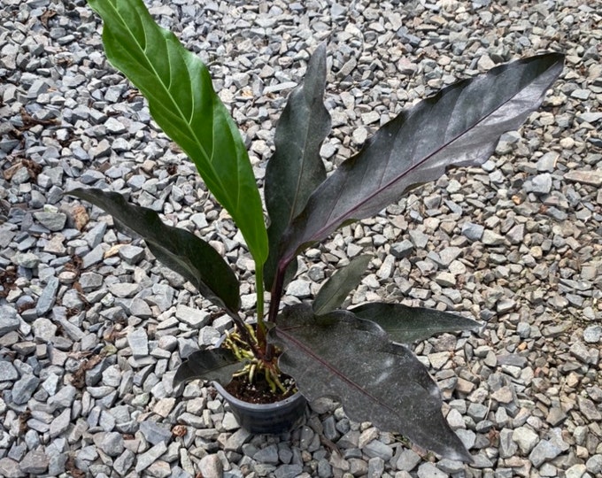 Rare Large Anthurium black Dragon 1 Gallon Size 1 Etsy