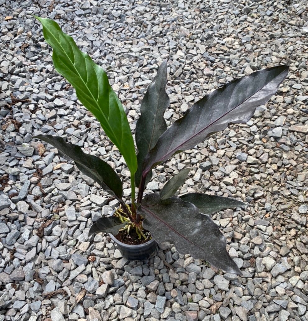 indoor lotus plant for sale Sacred Lotus Seeds - Nelumbo Nucifera