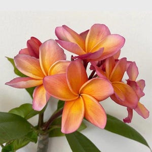 May include: Close-up of a cluster of vibrant plumeria flowers. The petals transition from a bright yellow center to shades of orange and pink, with a pink edge. Green leaves and a stem are visible.