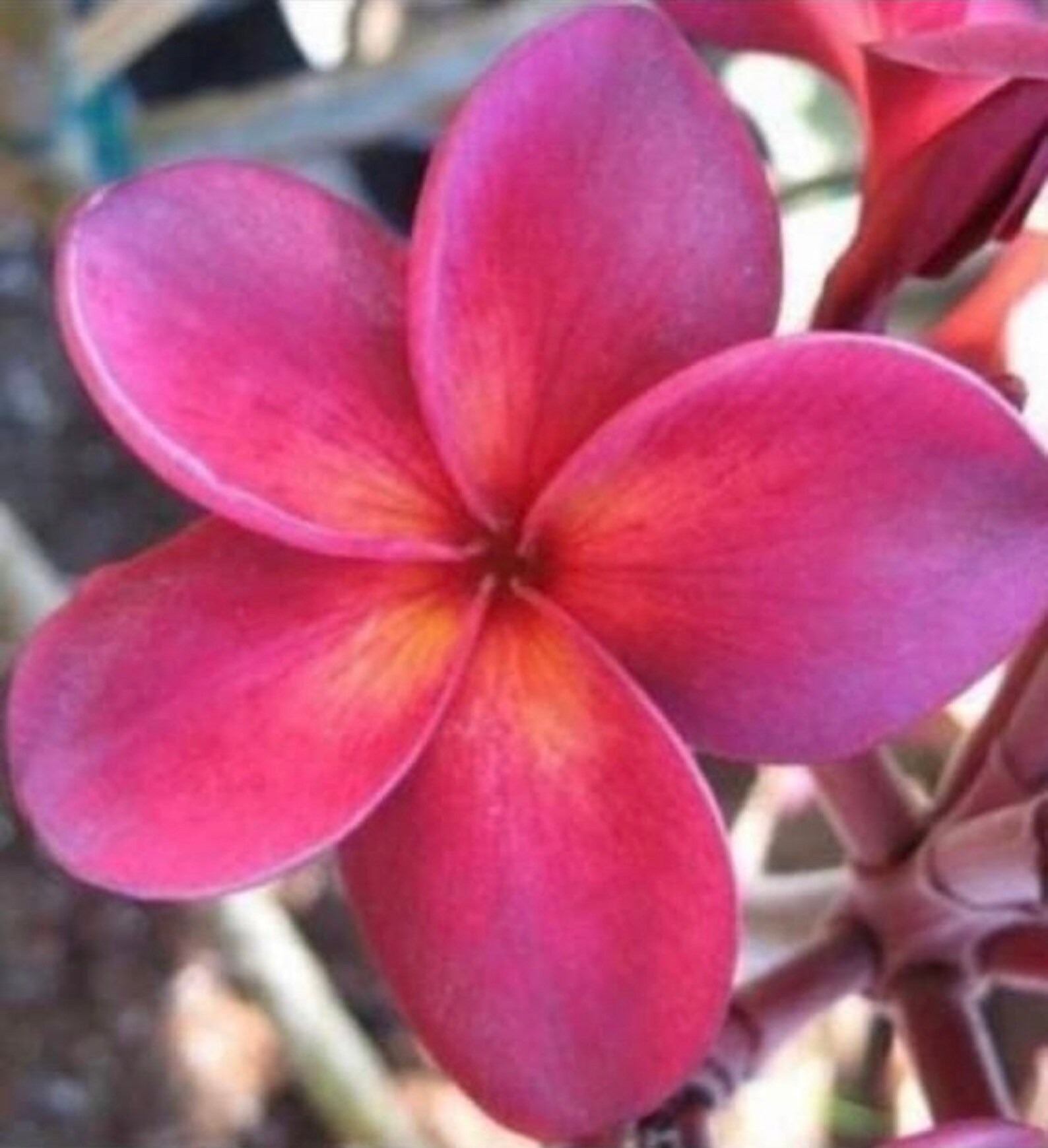 19 2 tips Plumeria Hawaii Rooted Plant Wildfire Etsy