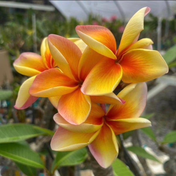 Rooted Plumeria Plant “Cindy Schmidt” 15” 1 Tip