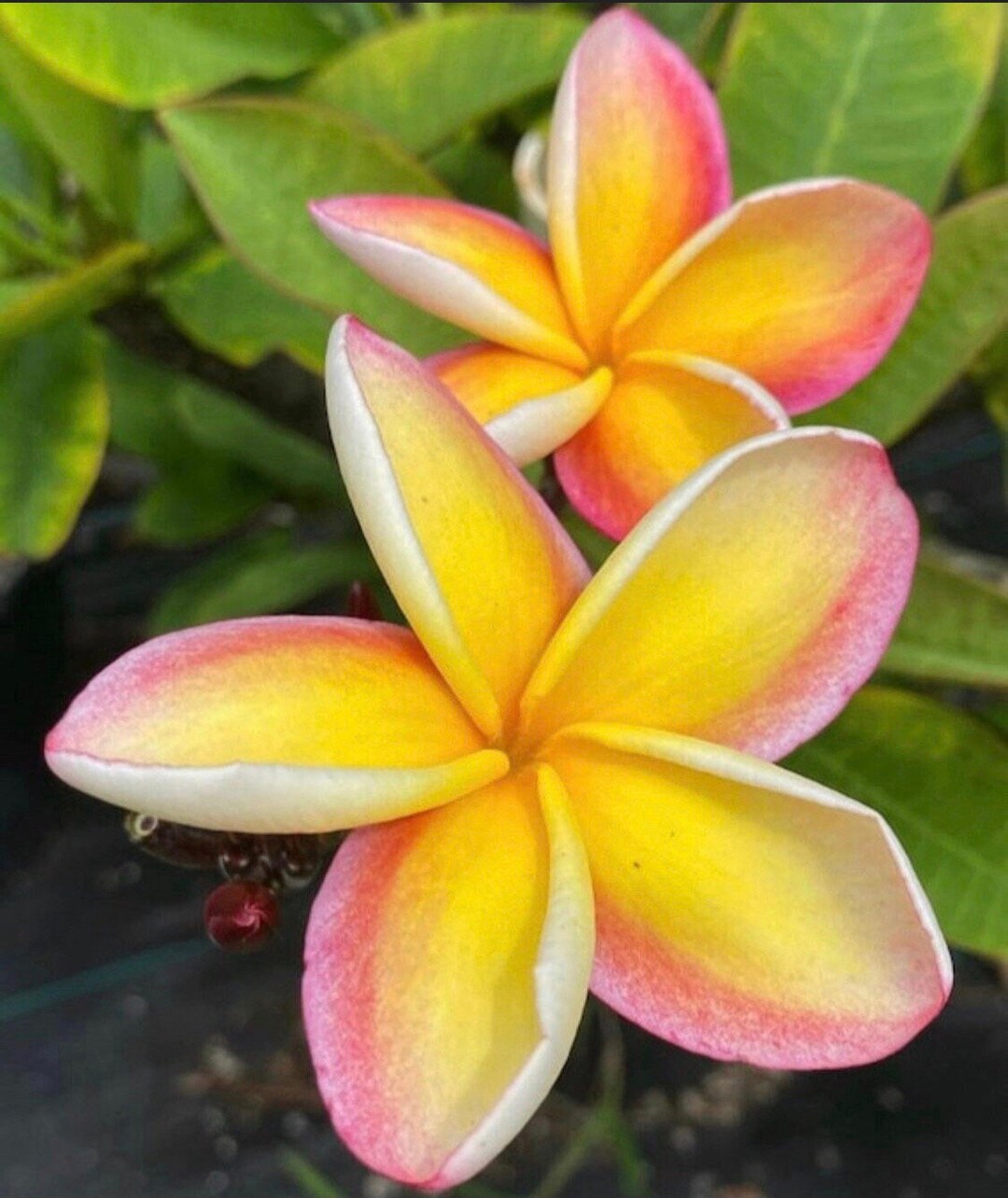 Large 20 2 Tips Plumeria Hawaii Fresh Cutting Plant Etsy