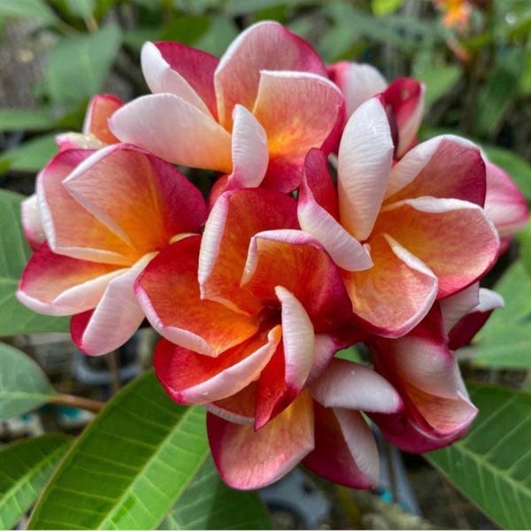 Rooted Plumeria Plant “Texas Aggie” 17” 1 Tip
