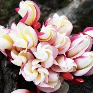 May include: A cluster of frangipani flowers with white petals edged in pink and yellow centers. The flowers are arranged on a dark, textured surface, showcasing their spiral shape and vibrant colors. Some red buds are also visible.