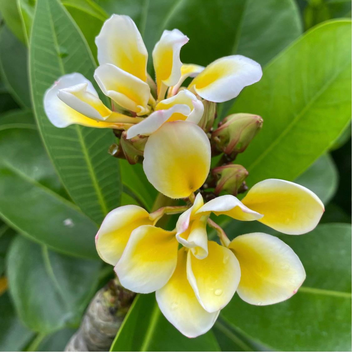 Bali Whirl Plumeria