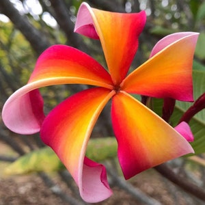 17” 2 tips - Plumeria Hawaii Rooted Plant " Teresa Wilder "