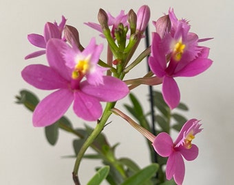 Epidendrum Orchid Plant Moira Valley x…. BS