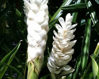 Bridal White Hawaiian Ginger full plant 6” pot size