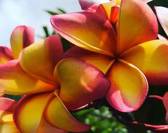 18” 1 tip - Plumeria Hawaii Rooted Plant " Cookstown Sunset "