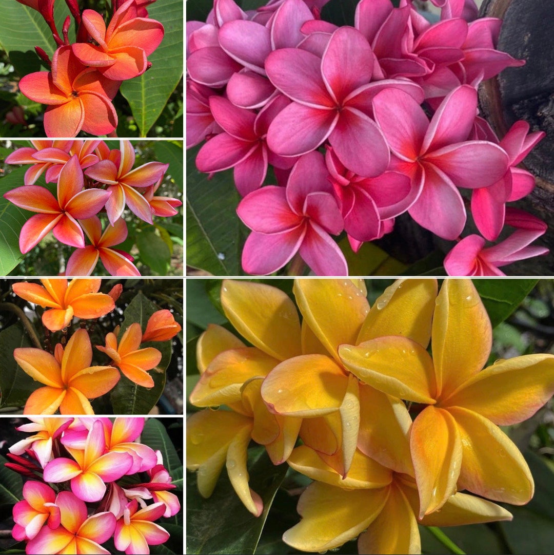 25 Mixed Fresh Plumeria Seeds Hawaii Etsy