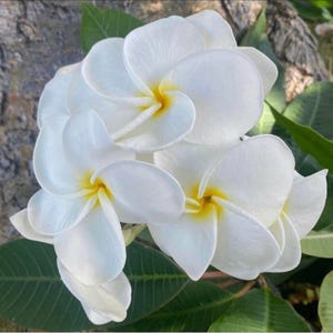 May include: A cluster of white plumeria flowers with yellow centers and green leaves. The petals are smooth and slightly curved, with a delicate texture. The flowers are in full bloom, showcasing their natural beauty.