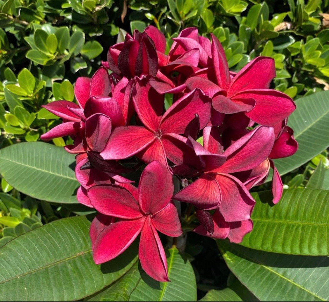 Plumeria Rooted Plant 