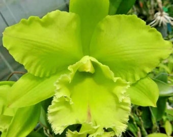 Cattleya Orchid ~ BLC Sung Ya Green ‘King Dragon’ BS 4” pot size