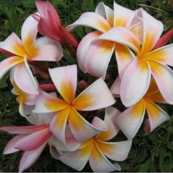 Flowers Coming! Rooted Plumeria Plant “Stargazer” 16” 1 Tip