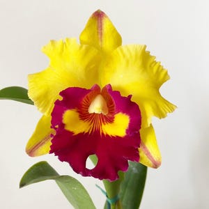 May include: A yellow and burgundy orchid with a single bloom. The flower has a yellow lip with red stripes and a burgundy center.