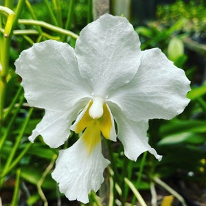 Rare Vanda Orchid "Miss Joaquim ‘Diana’ BS