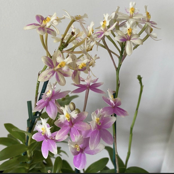 Splash Flowers! Epidendrum Orchid Plant Epi. Wedding Valley ‘Sakura’ BS #51