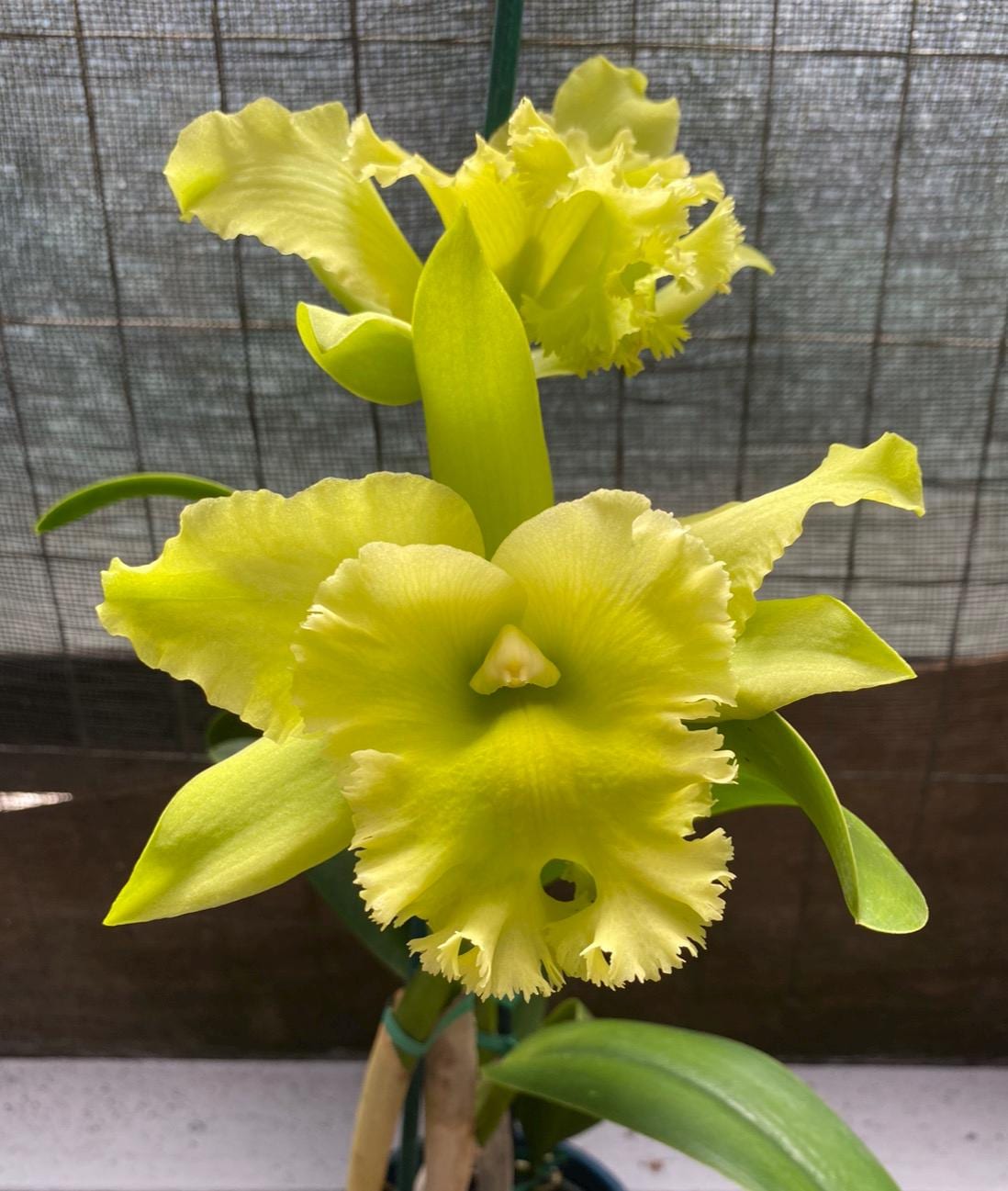 Cattleya Orchid ~ BLC Ports of Paradise 'emerald Isle' FCC/AOS