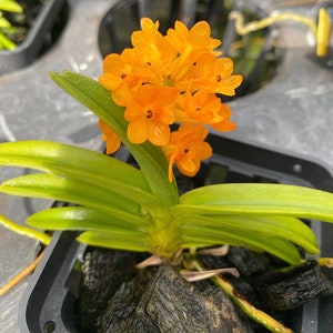 Miniature Orchid Ascocentrum Garayi BS