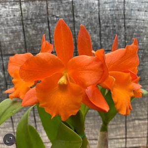 Cattleya Orchid BLC Fuchs Orange Nugget ‘Lea’  BS Compact Grower! 4” pot size