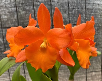 Cattleya Orchid BLC Fuchs Orange Nugget ‘Lea’  BS Compact Grower! 4” pot size