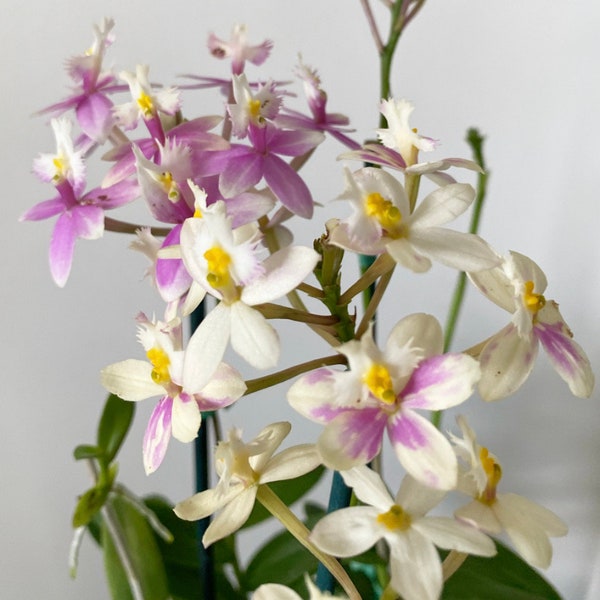 Splash Flowers! Epidendrum Hawaii Orchid Plant Epi. Wedding Valley ‘Sakura’ BS #52
