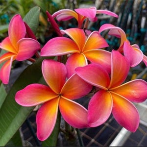 Rooted Plumeria “Kaneohe Sunburst” Starter Plant 12” 2 Tips