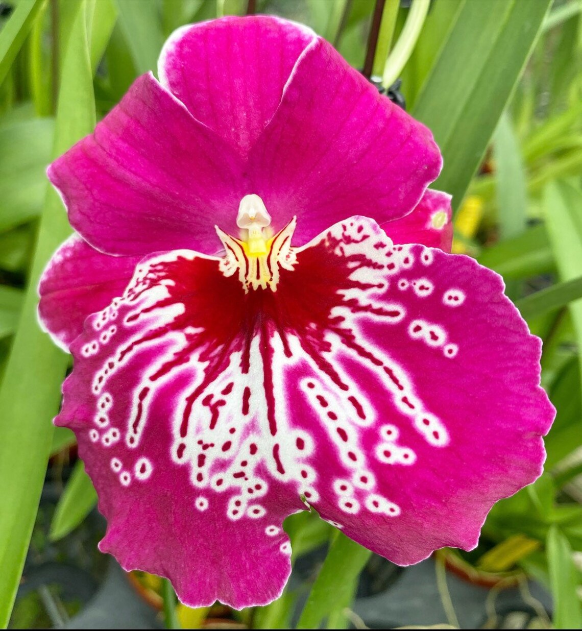 Miltoniopsis Orchid Morris Chestnut H171 BS Etsy