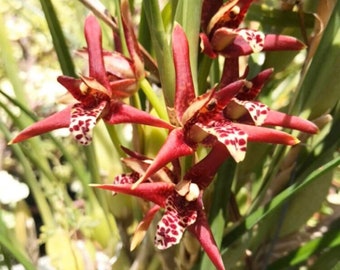 Coconut Orchid - Maxillaria Tenuifolia BS Coconut Fragrance