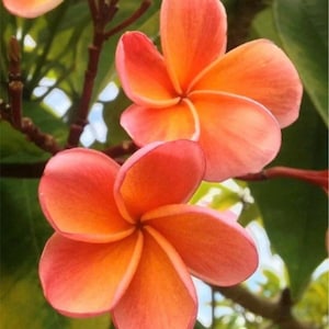 Plumeria Rooted Plant " Kimo " 17” 2 Tips